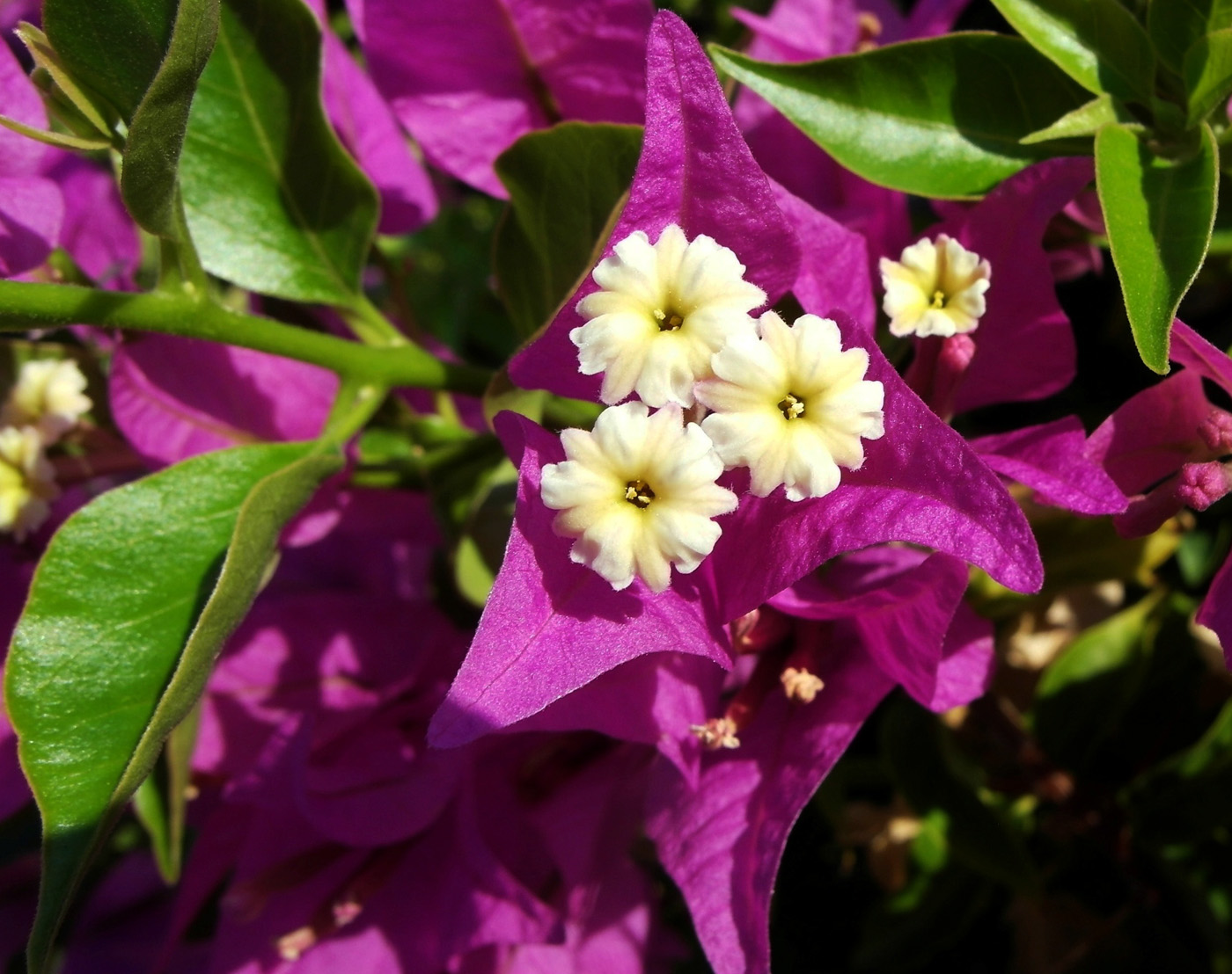 Image of genus Bougainvillea specimen.