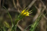 род Tragopogon. Распускающееся соцветие. Крым, Ленинский р-н, с. Новоотрадное, заросли Elaeagnus angustifolia на окраине песчаного пляжа. 10.05.2021.