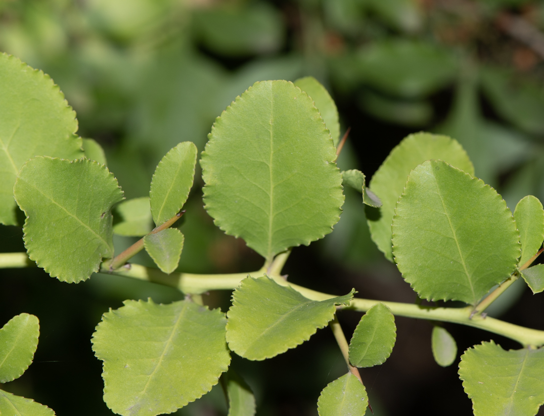 Image of Gymnosporia buxifolia specimen.