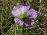 Geranium wlassovianum. Цветок (нижняя сторона). Магаданская обл., Ольский р-н, Клепкинская трасса, бассейн р. Танон, Танонская тундра, небольшое возвышение. 21.08.2021.