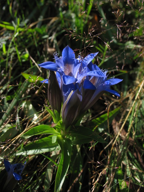 Image of Gentiana septemfida specimen.