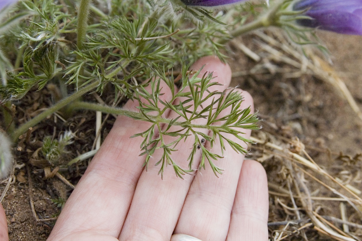 Изображение особи Pulsatilla turczaninovii.