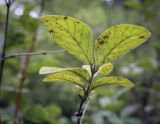 Lonicera caerulea. Верхушка веточки (видна абаксиальная поверхность листьев). Москва, ГБС, дендрарий. 31.08.2021.