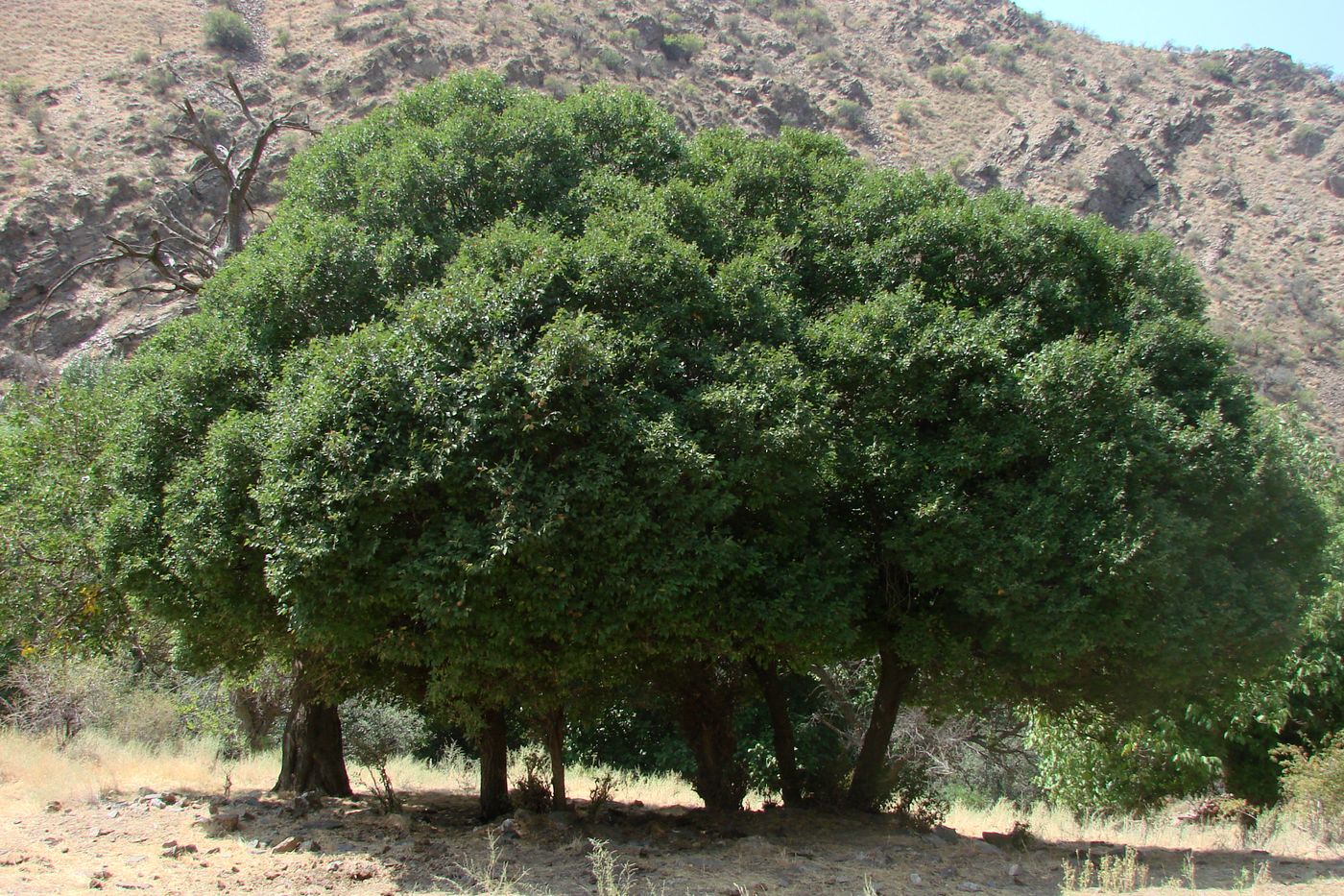 Image of Ulmus minor specimen.