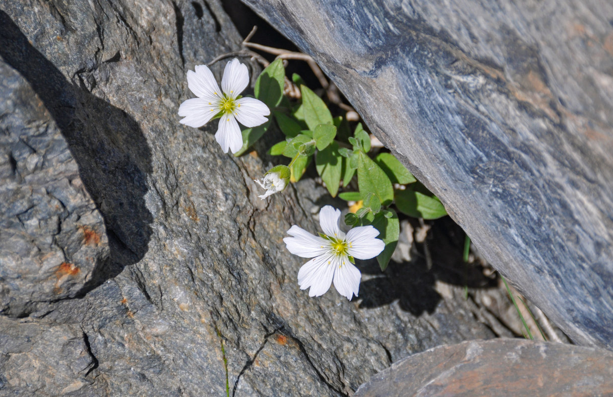 Изображение особи Cerastium lithospermifolium.