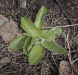 Trommsdorffia maculata
