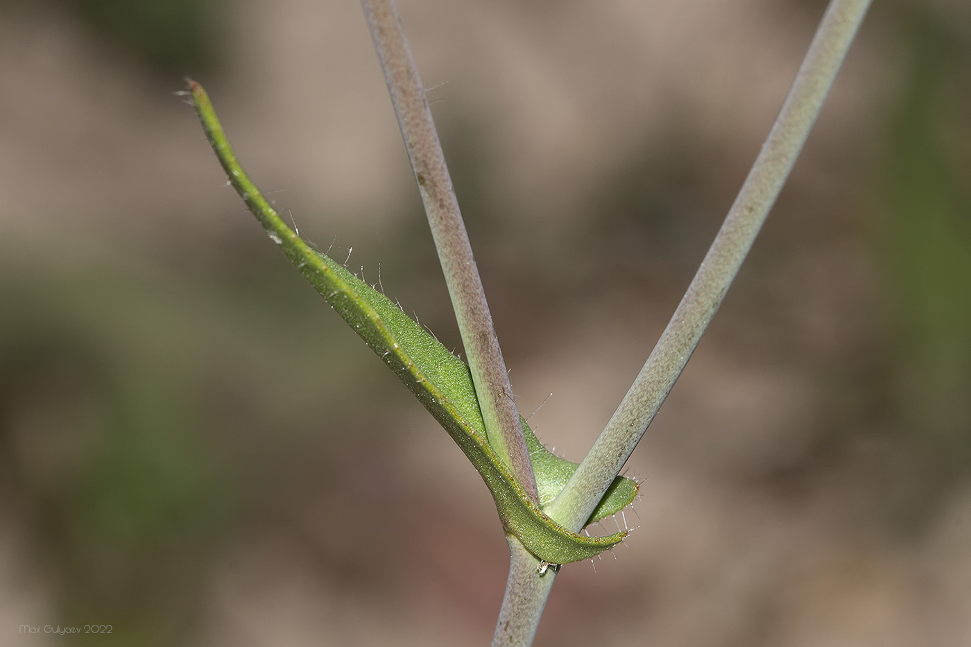 Изображение особи Camelina rumelica.