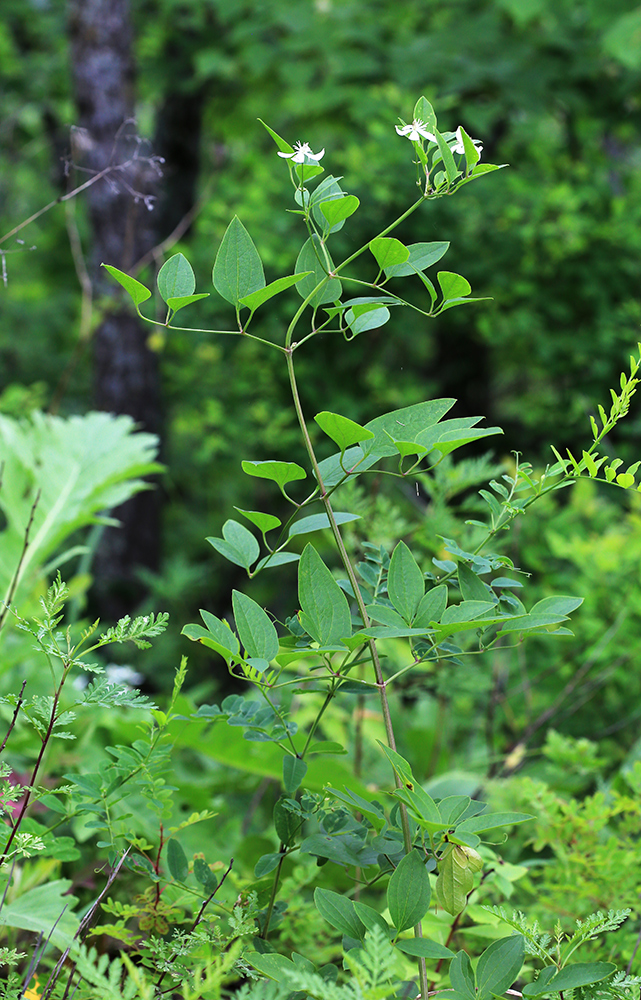 Image of Clematis mandshurica specimen.