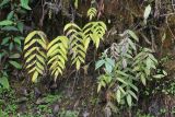 Selliguea lehmannii. Вегетирующие(?) растения. Бутан, дзонгхаг Монгар, национальный парк \"Phrumsengla\". 05.05.2019.