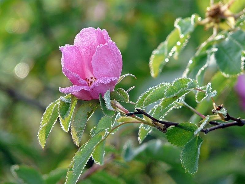 Изображение особи Rosa cinnamomea.