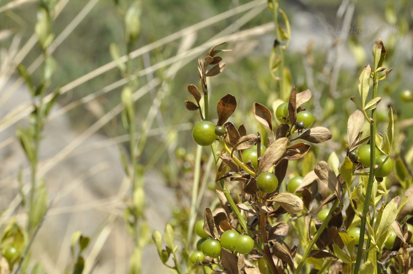 Image of Jasminum fruticans specimen.