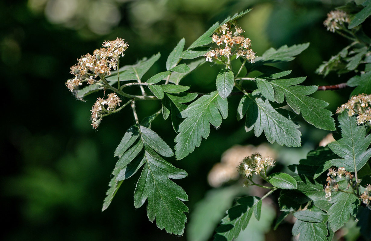 Изображение особи Sorbus hybrida.