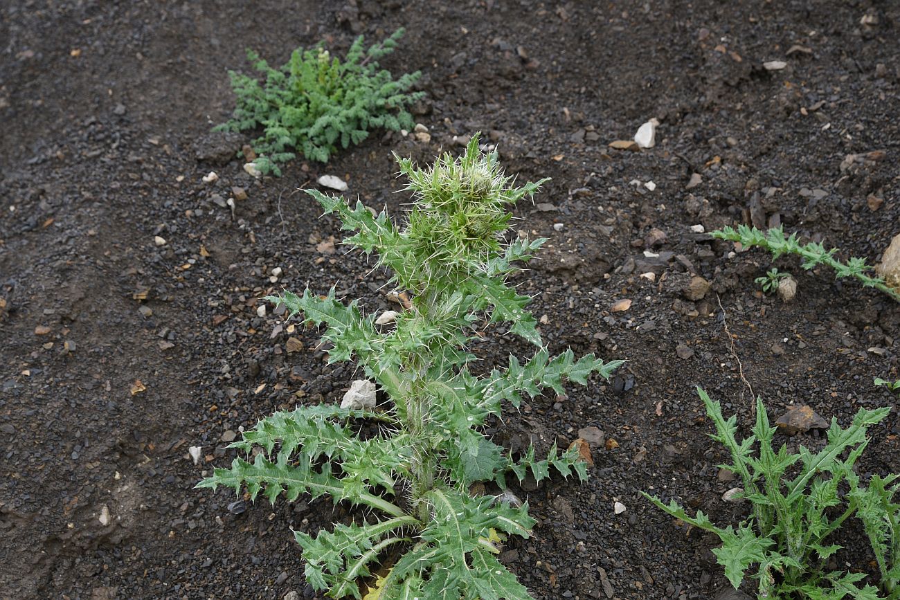 Изображение особи род Cirsium.