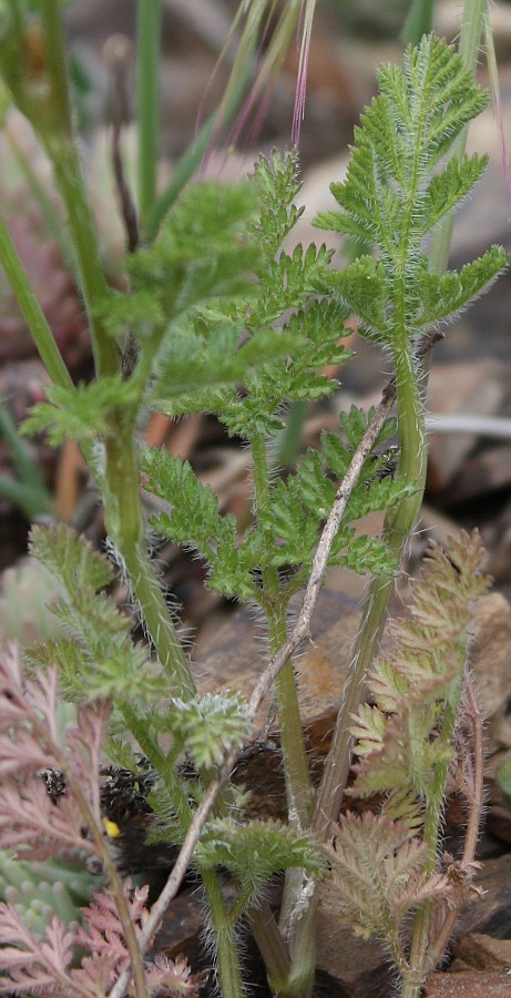 Image of Orlaya daucoides specimen.