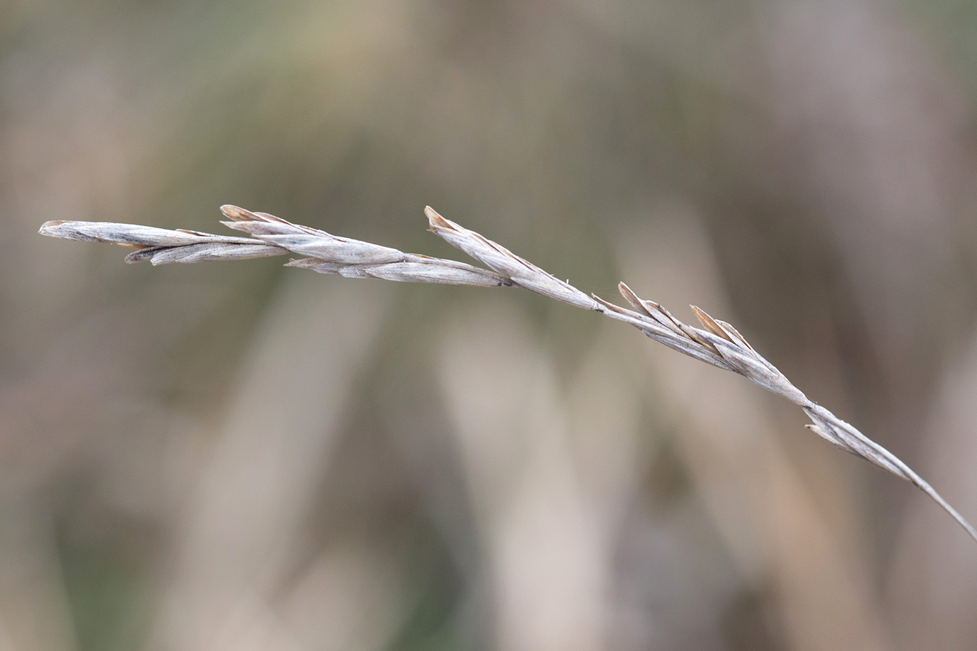 Image of Brachypodium rupestre specimen.