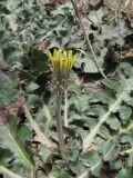 Taraxacum serotinum