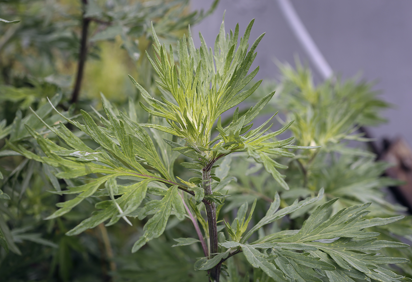 Image of Artemisia vulgaris specimen.