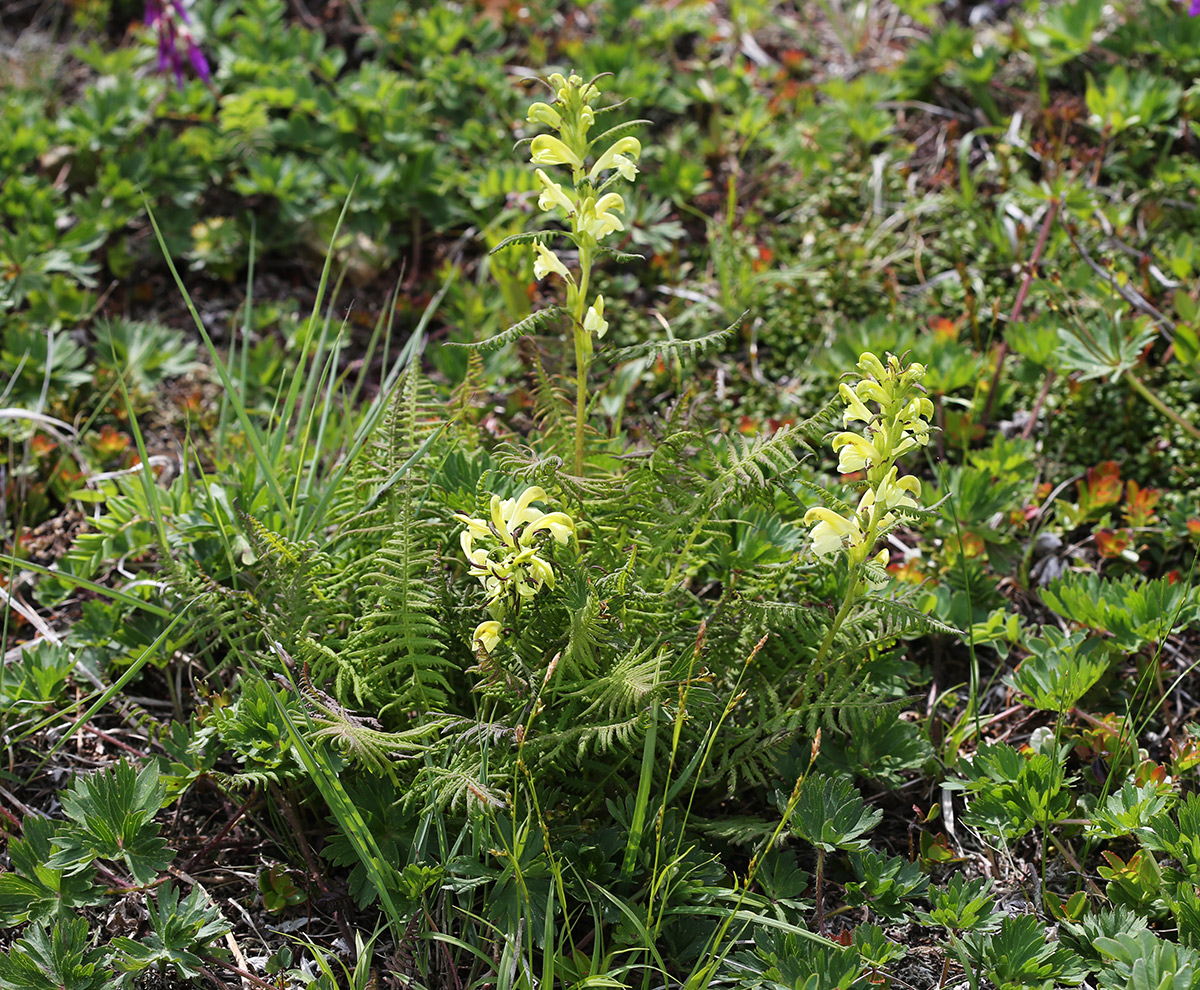 Изображение особи Pedicularis mandshurica.