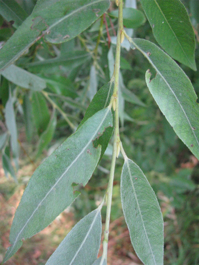 Image of Salix &times; fragilis specimen.