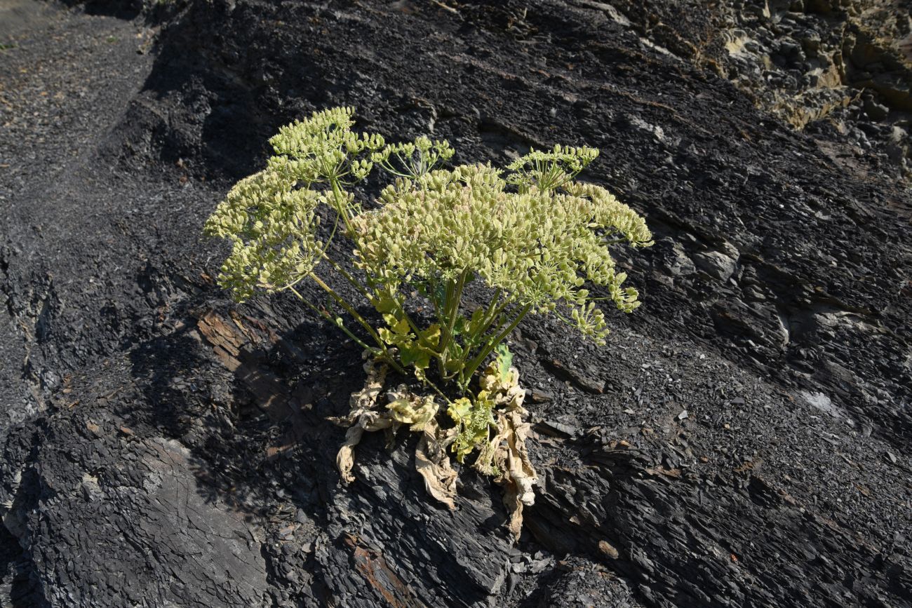 Изображение особи род Heracleum.