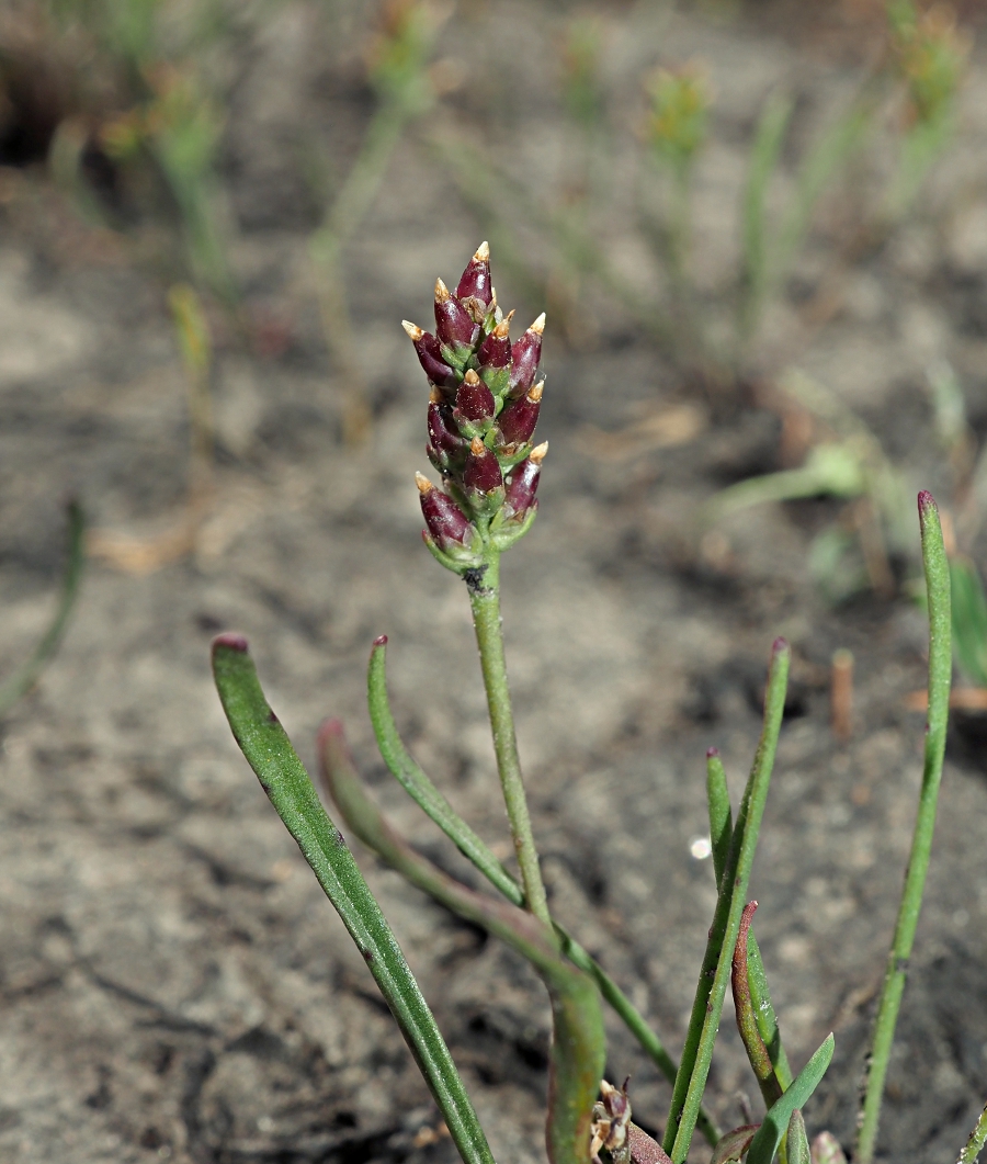 Изображение особи Plantago tenuiflora.