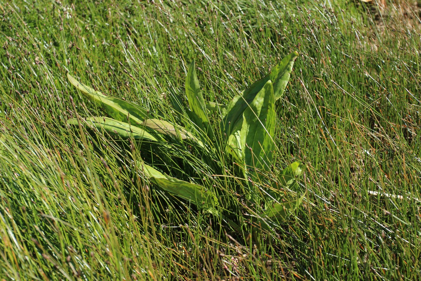 Image of Plantago uliginosa specimen.