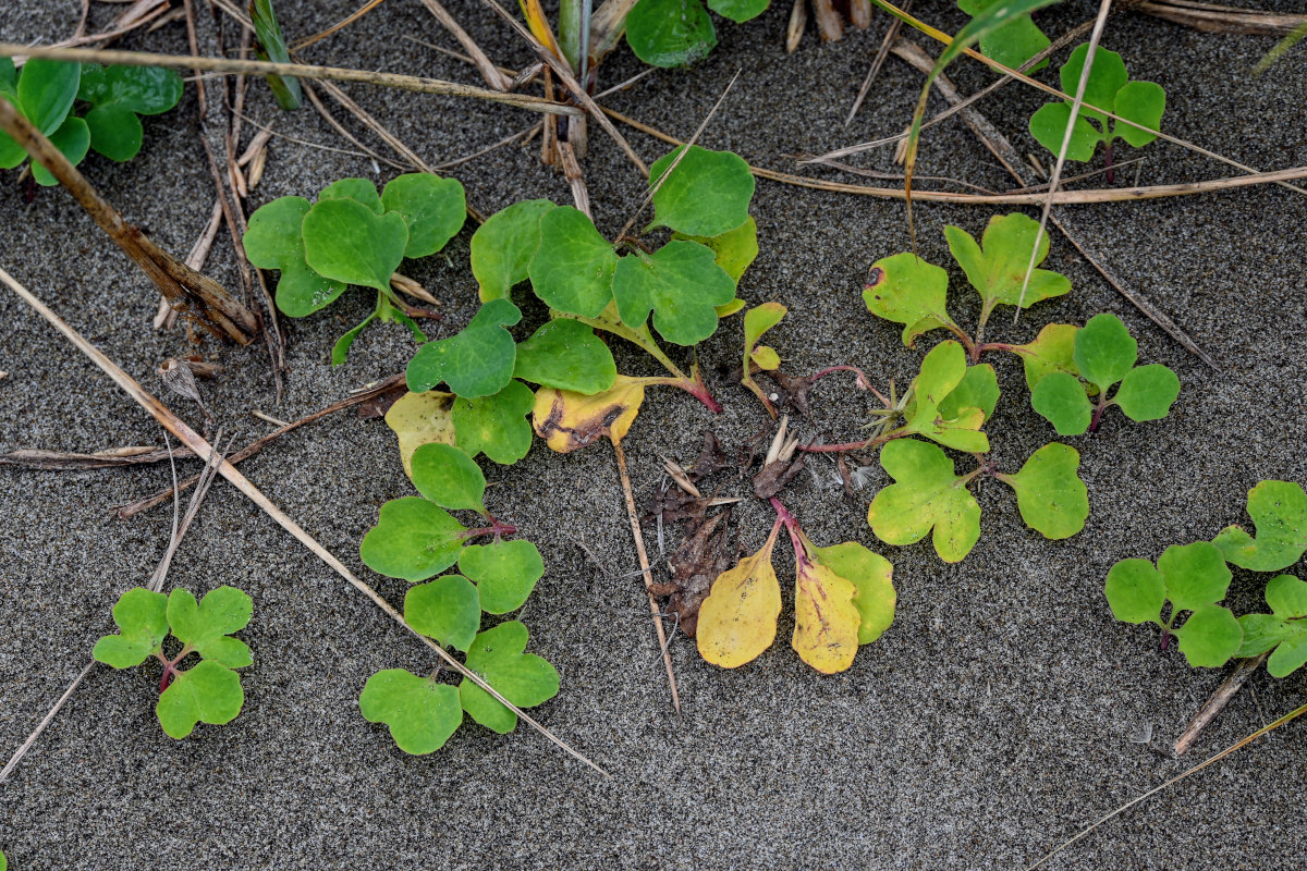 Изображение особи Chorisis repens.