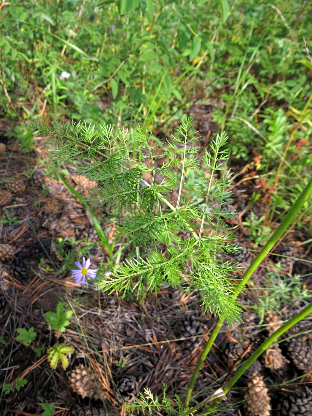 Image of Carum buriaticum specimen.