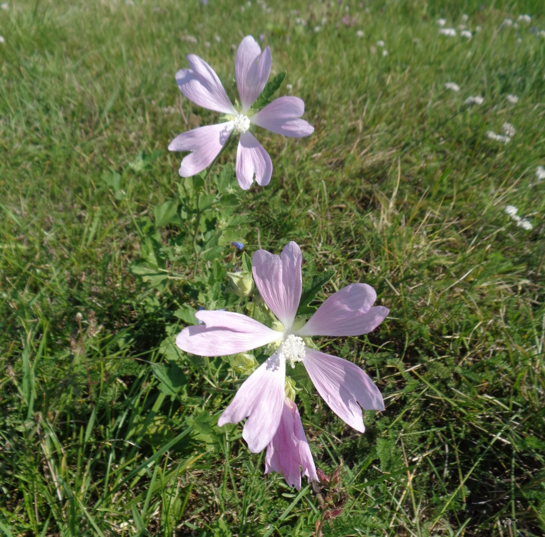 Image of Malva thuringiaca specimen.