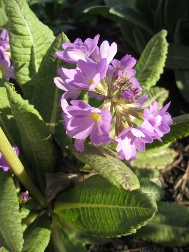 Изображение особи Primula denticulata.