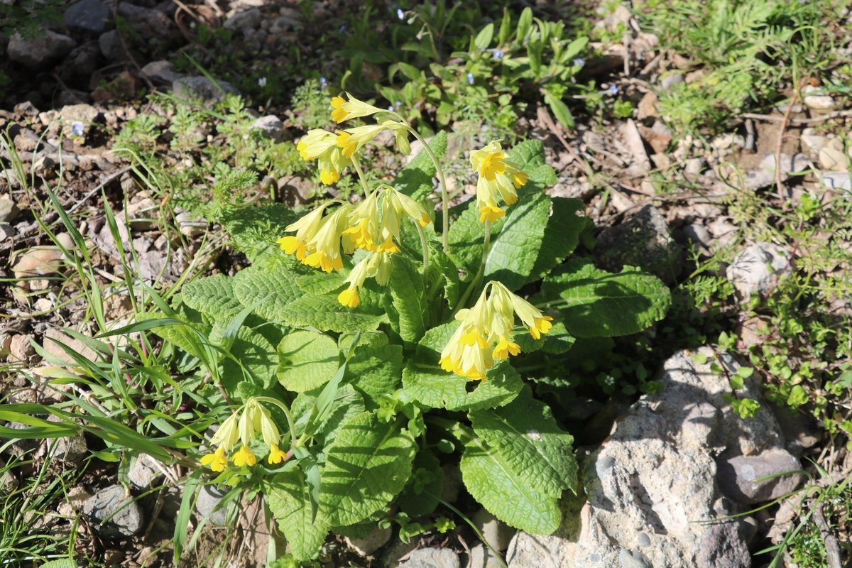 Изображение особи Primula macrocalyx.