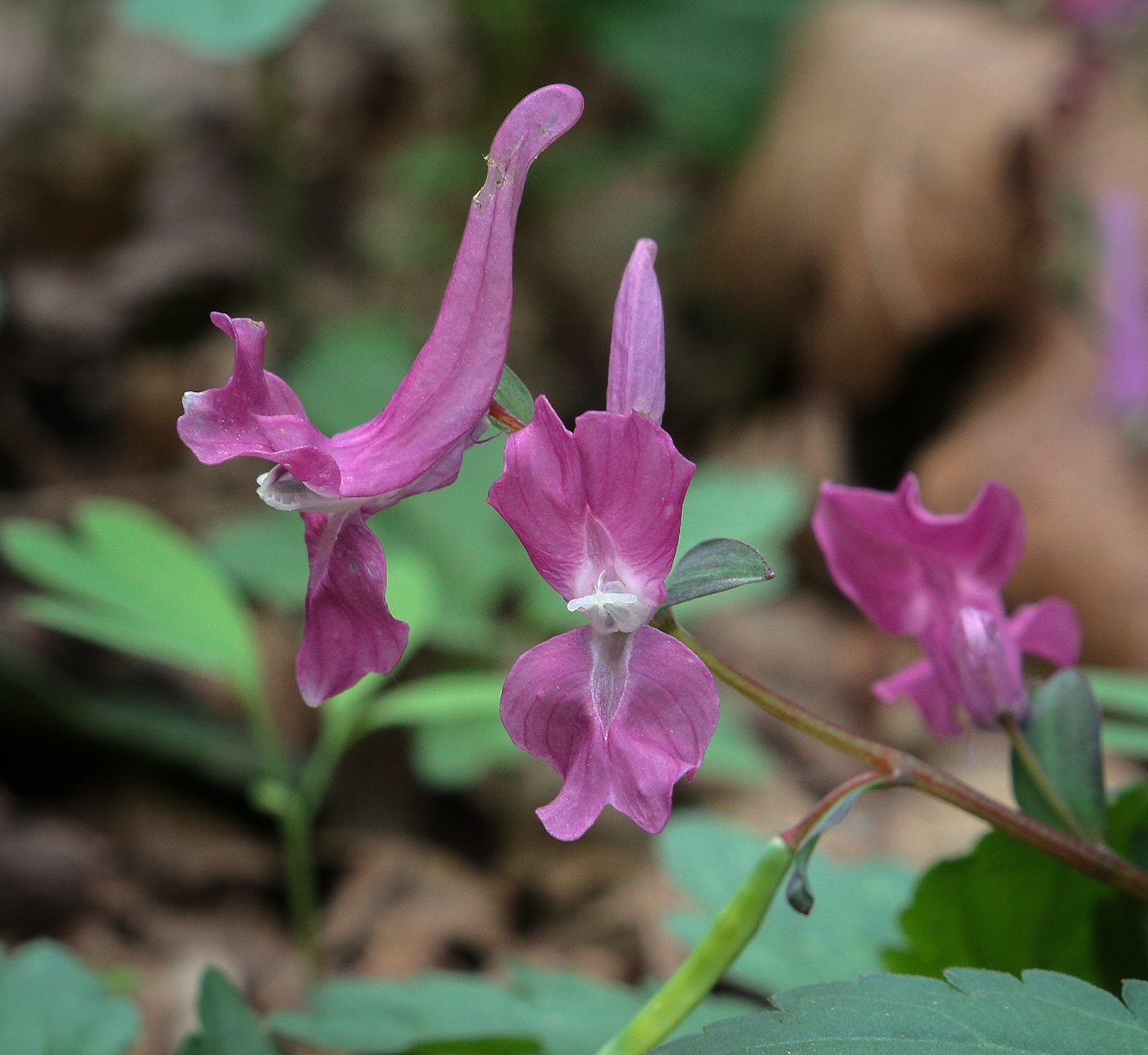 Изображение особи Corydalis caucasica.