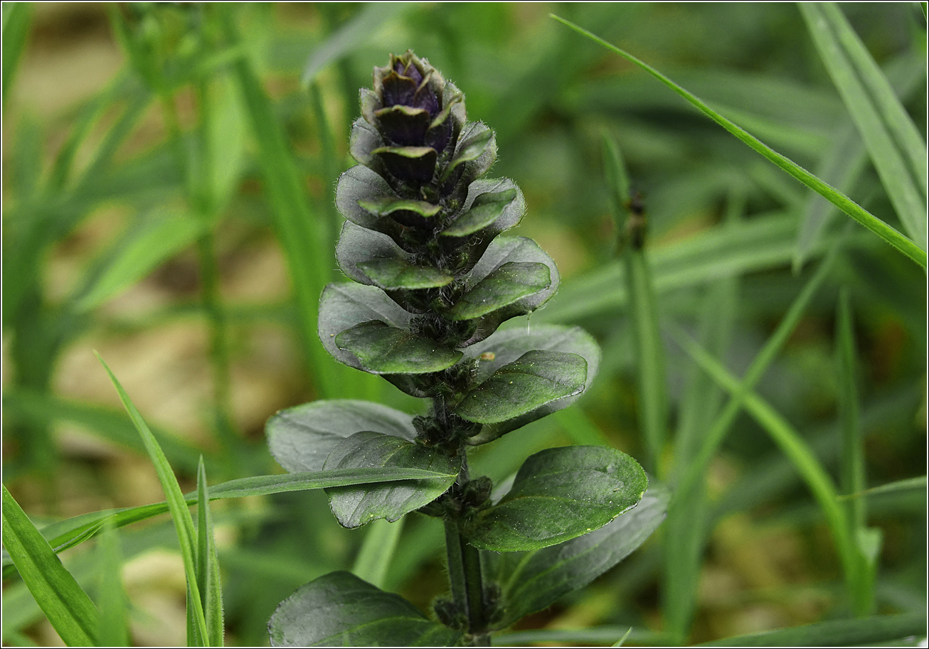 Image of Ajuga reptans specimen.