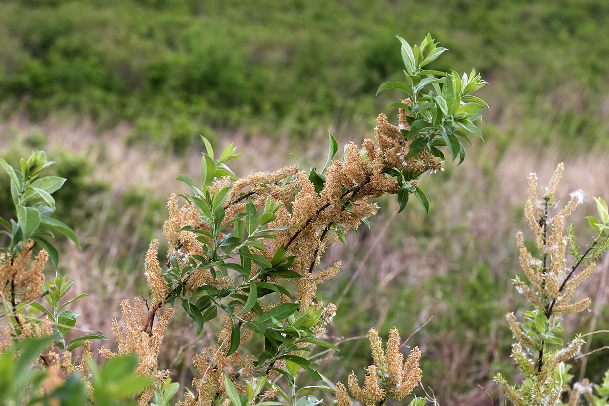 Изображение особи Salix bebbiana.