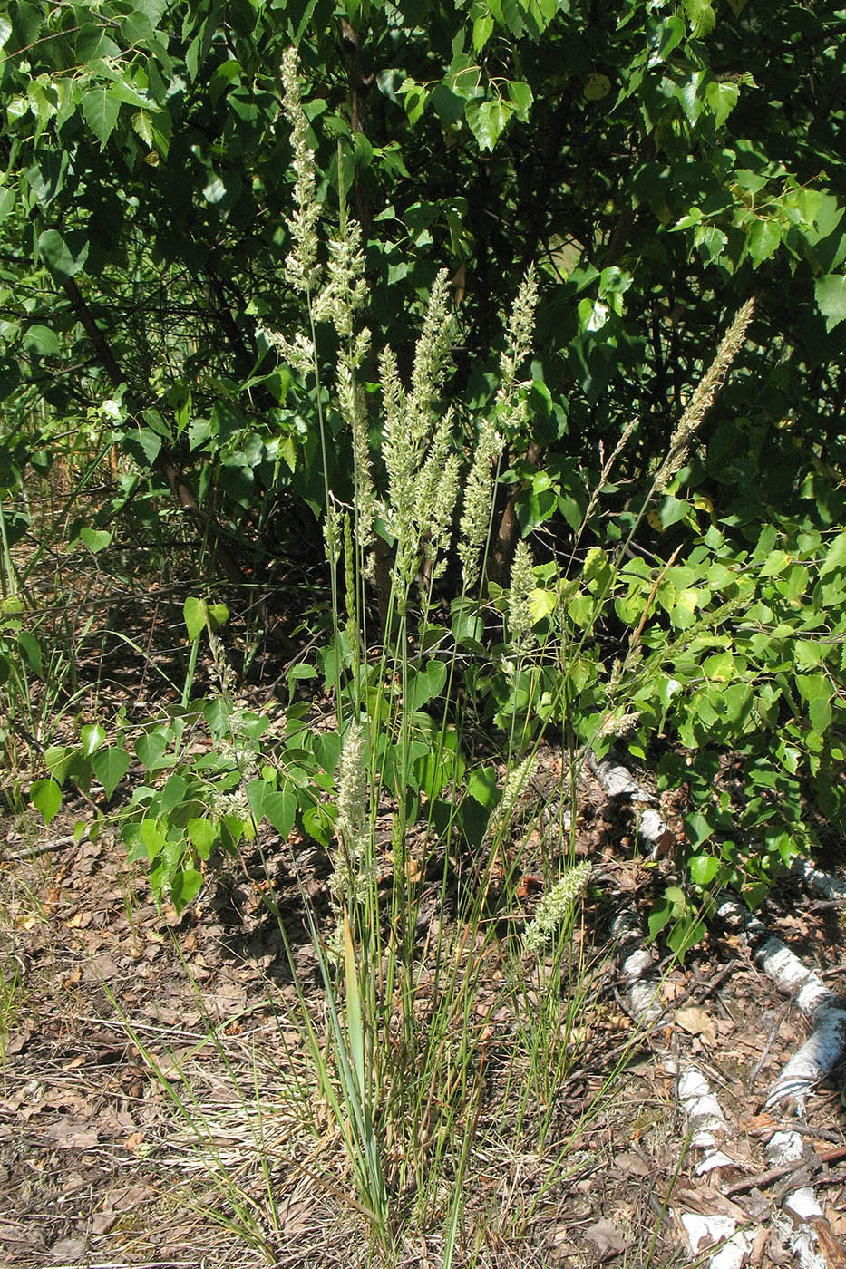 Image of Koeleria macrantha specimen.