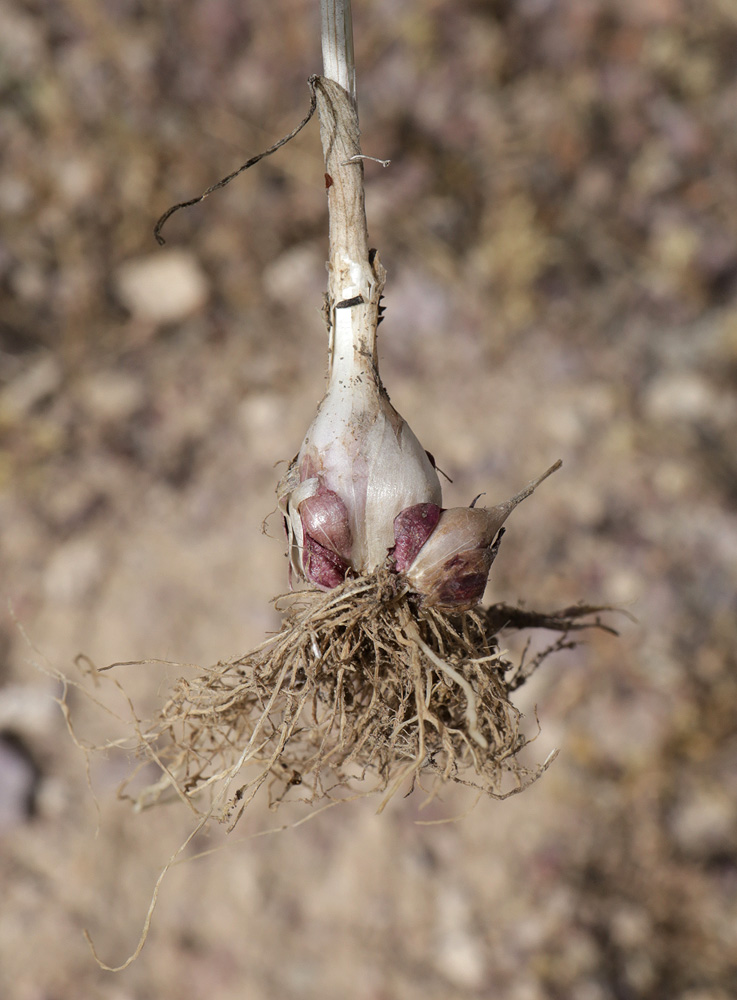 Image of Allium caesium specimen.