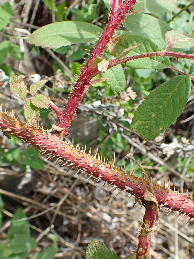 Image of Rosa acicularis specimen.