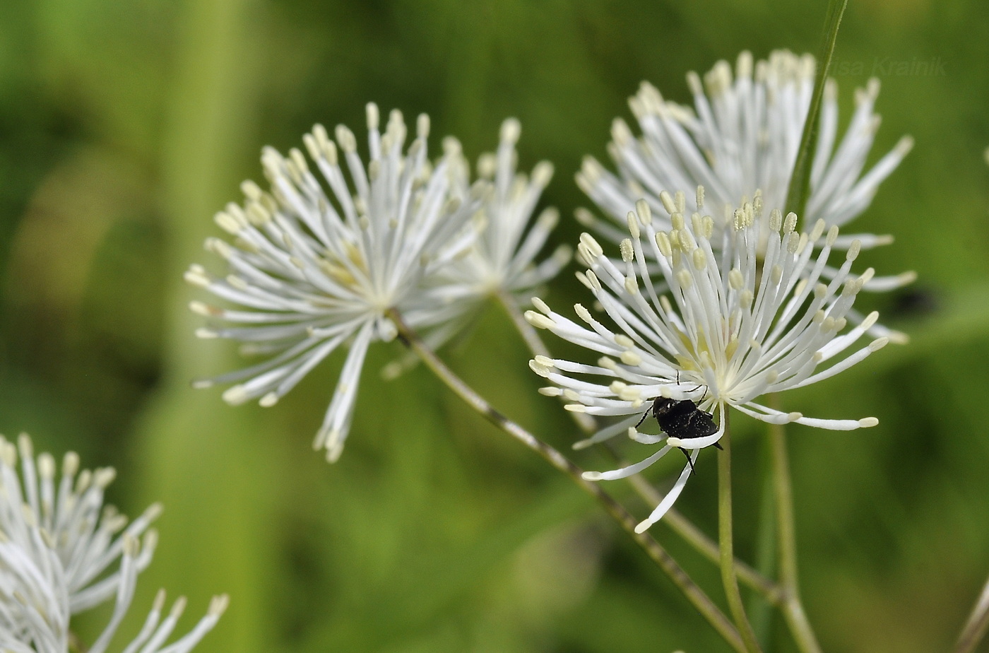 Изображение особи Thalictrum contortum.