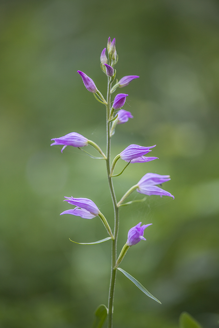 Изображение особи Cephalanthera rubra.