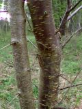 genus Prunus. Части двух сросшихся стволов. Беларусь, Минская обл., Мядельский р-н, нац. парк \"Нарочанский\", окр. дер. Боровые, возле лесной дороги. 13.04.2024.