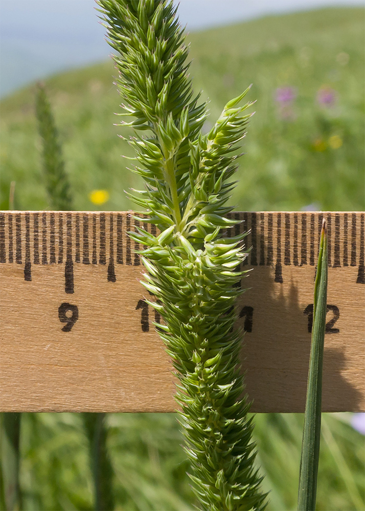 Image of Phleum phleoides specimen.