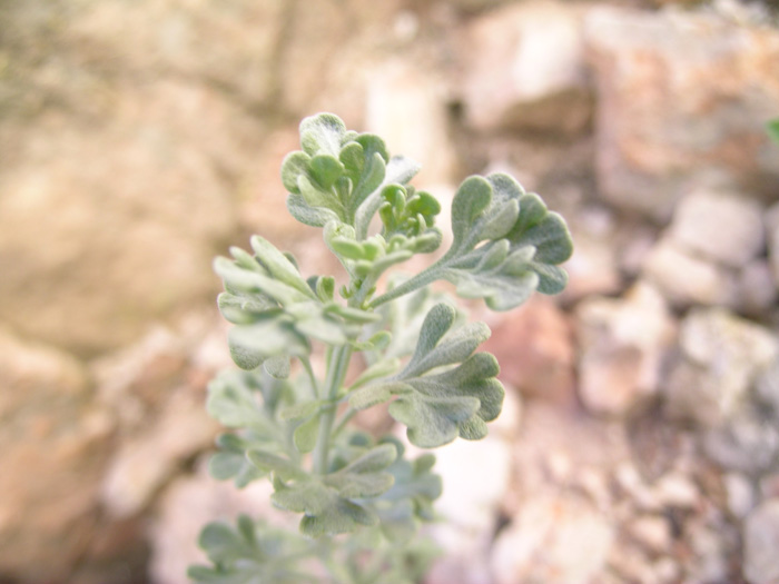 Image of Ajania korovinii specimen.