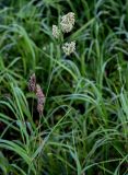 Dactylis glomerata. Верхушка цветущего растения. Московская обл., окр. г. Железнодорожный, долина р. Чёрная, залежь. 26.08.2024.