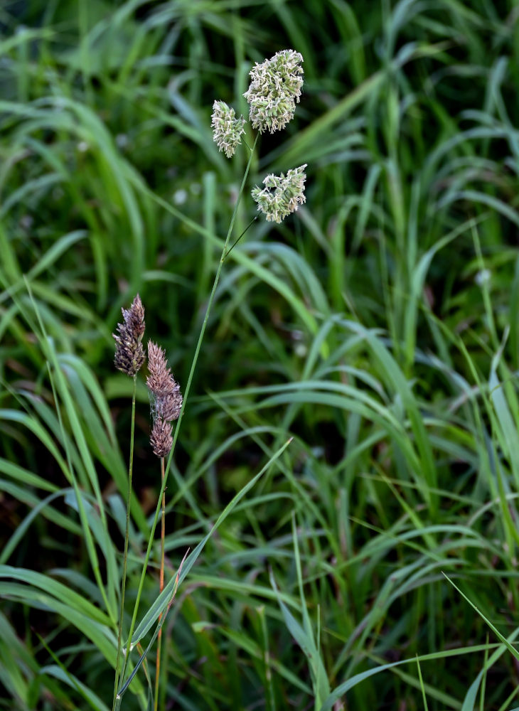 Image of Dactylis glomerata specimen.