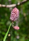 Sanguisorba tenuifolia. Соцветие. Камчатский край, Елизовский р-н, каменноберезовый лес возле грунтовой трассы вдоль газопровода, начало тропы к оз. Тахколоч. 04.08.2024.