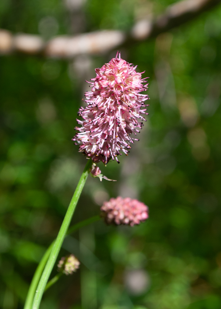 Image of Sanguisorba tenuifolia specimen.