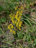 Solidago virgaurea. Верхушка побега с соцветиями. Московская обл., окр. г. Железнодорожный, долина р. Чёрная, залежь. 26.08.2024.