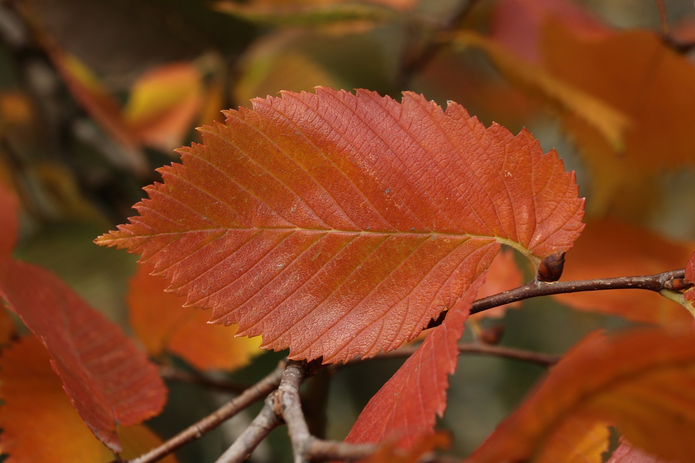 Изображение особи Ulmus laevis.