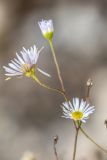 Erigeron annuus