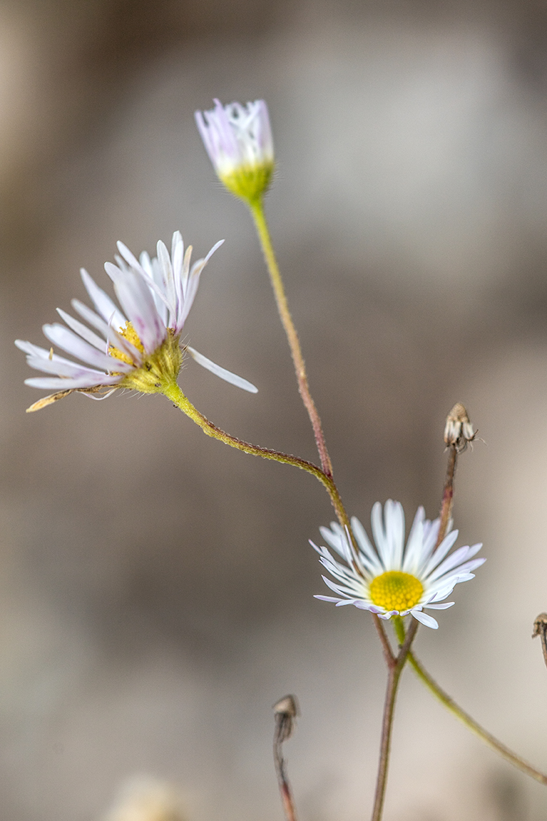 Image of Erigeron annuus specimen.